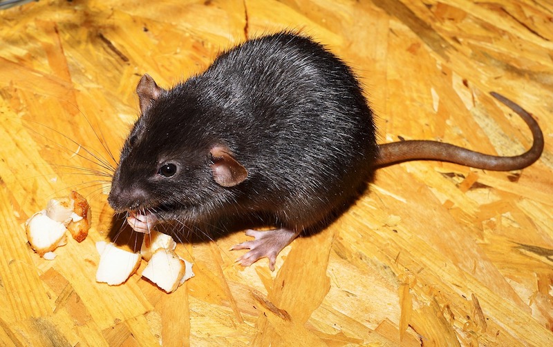 lutter contre les rats